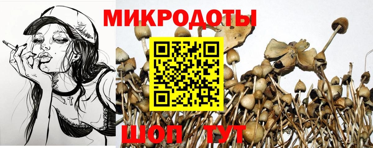 Галлюциногенные грибы Psilocybe Сальск